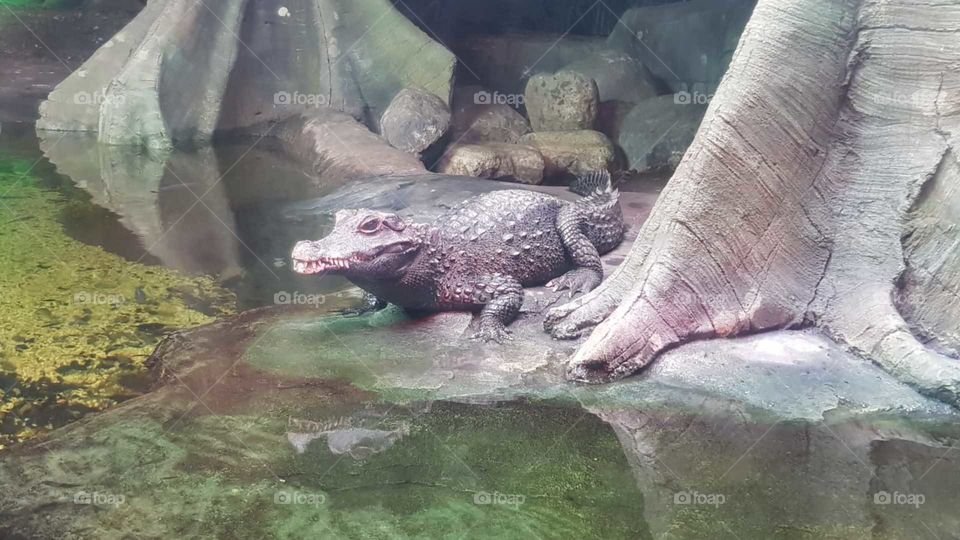 Croc