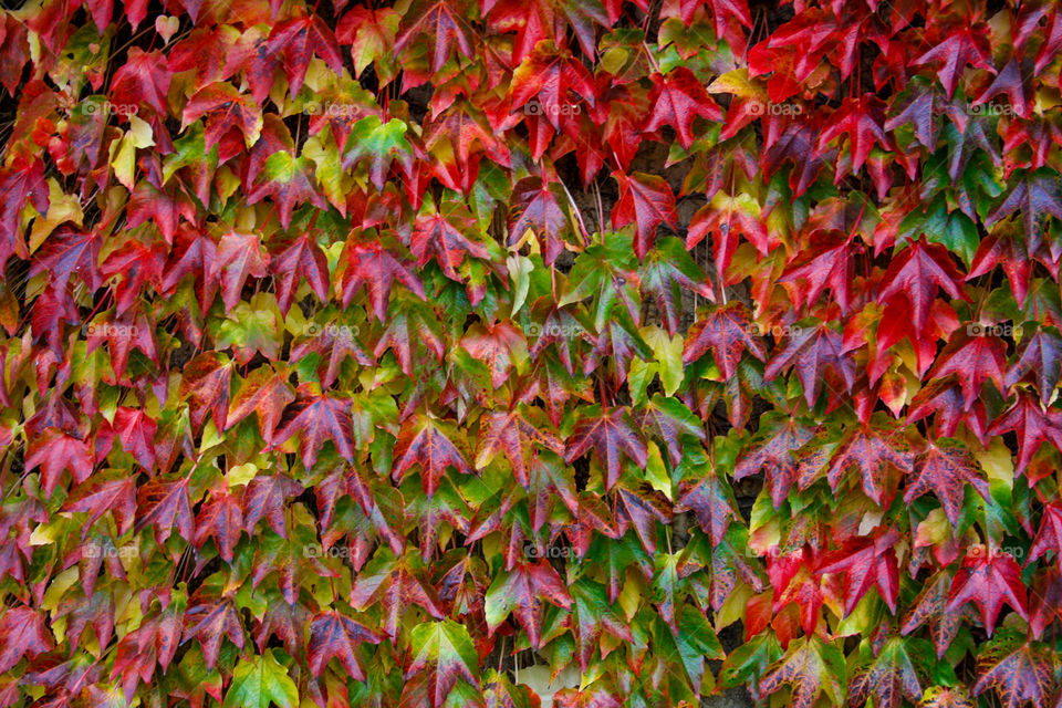 Multicolore leafs autumn colors 
