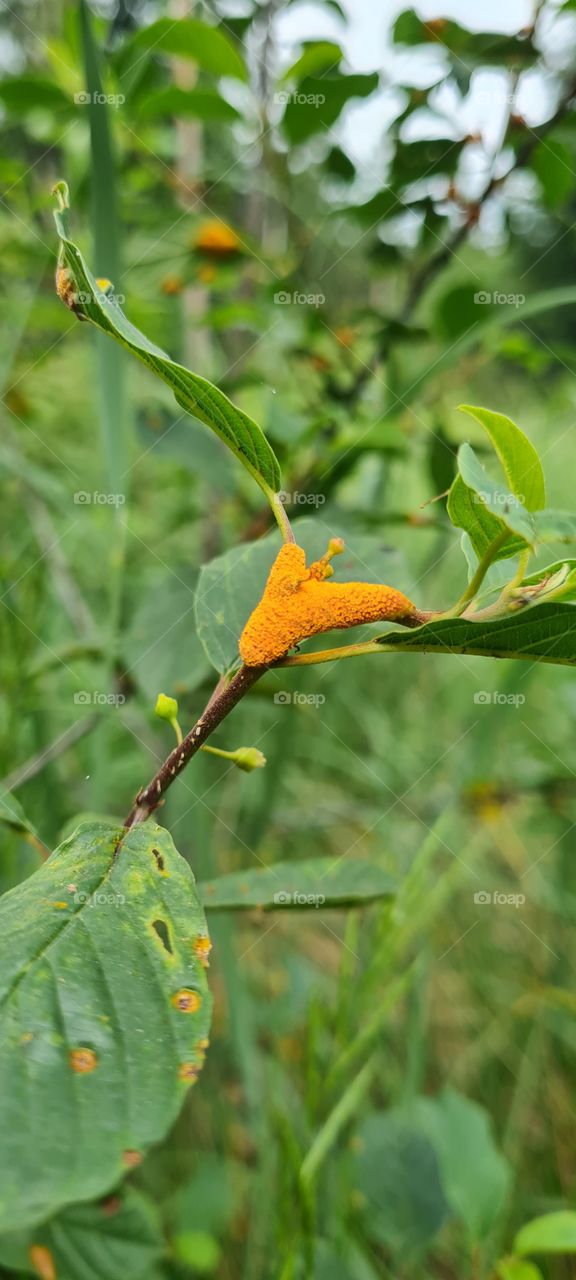 rust fungus