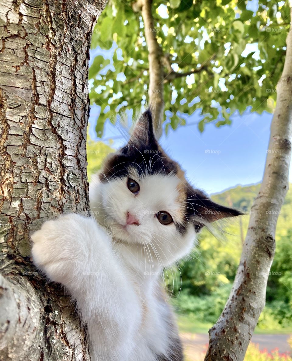 Kitten climbing a tree