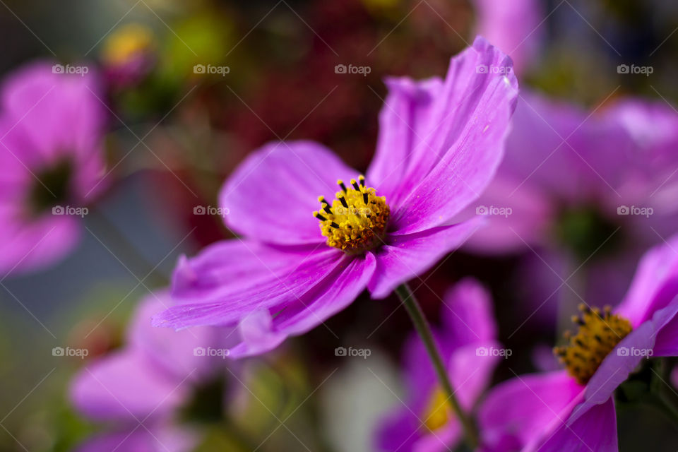 A close up portrait of a purple cosmos flower. the flower has purple petals and a yellow core.