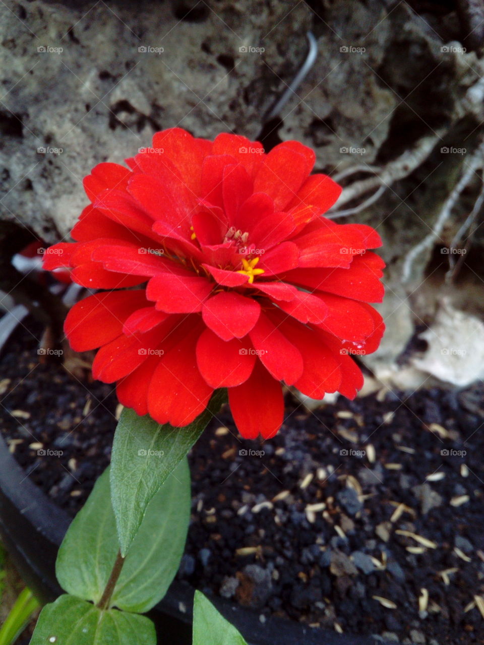 Red Flower