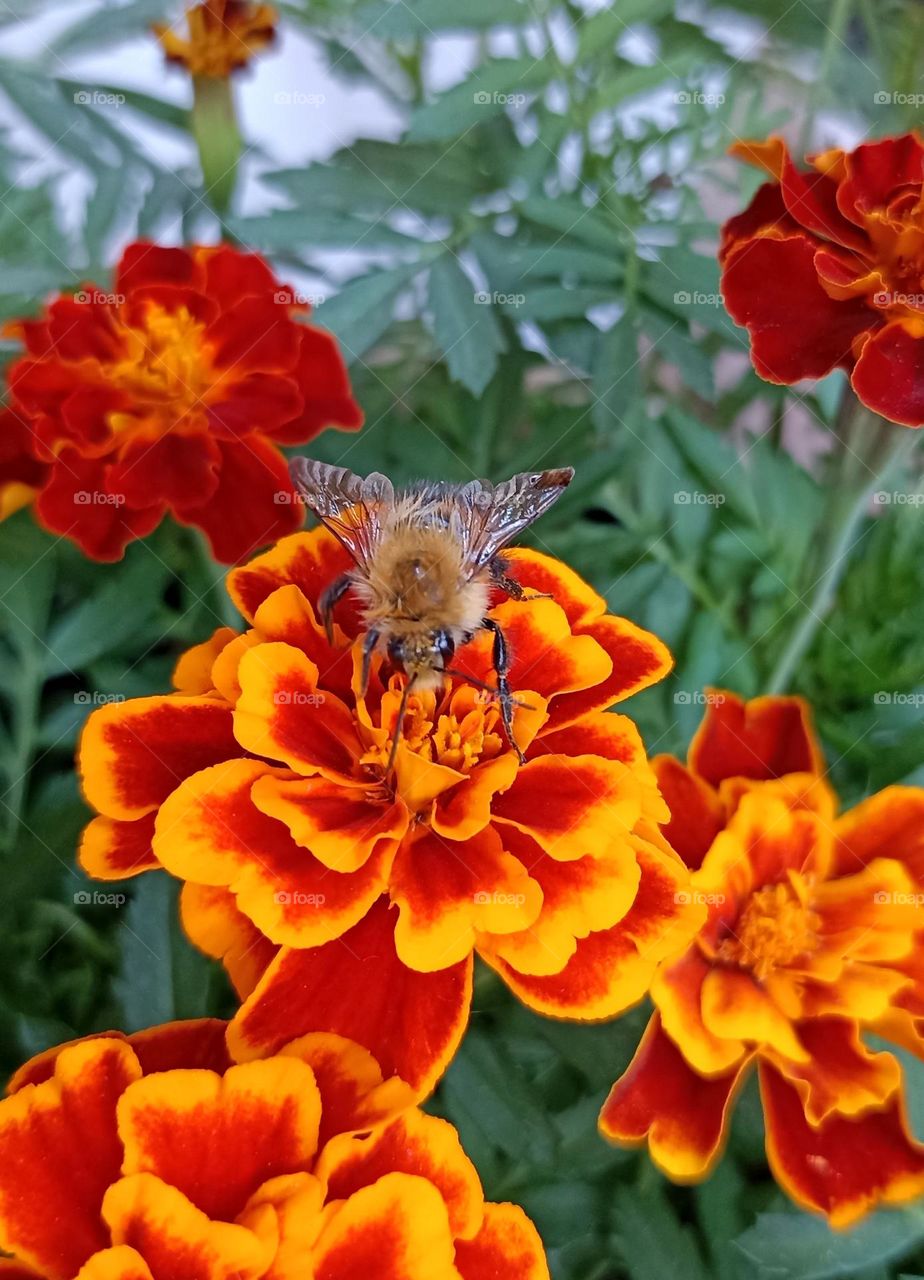 bumblebee on a flowers summer nature, mobile photography