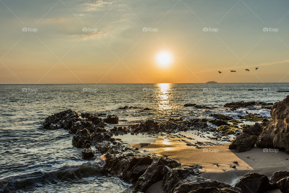 pelicans flight rincon  beach pr