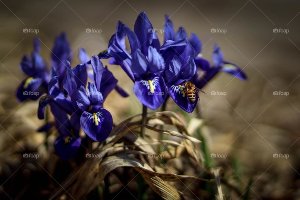 Beautiful wild irises in spring