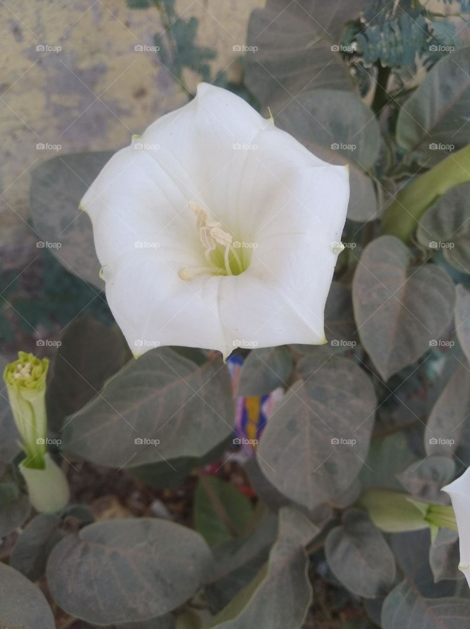 the Datura Flower white in colour looks very beautiful generally found everywhere fresh seasonal very poisonous species