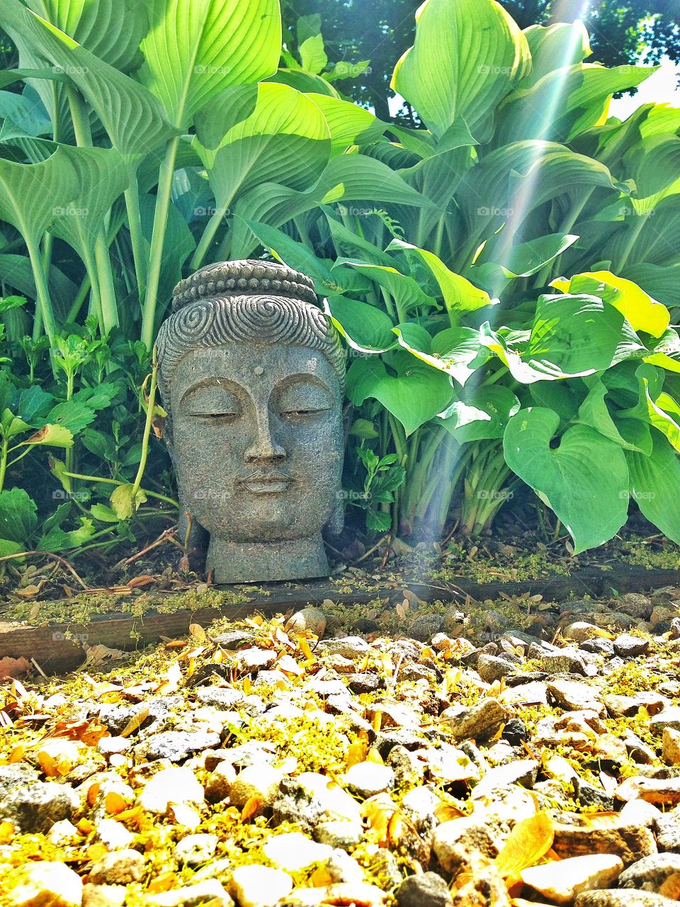 Buddha . Buddha 