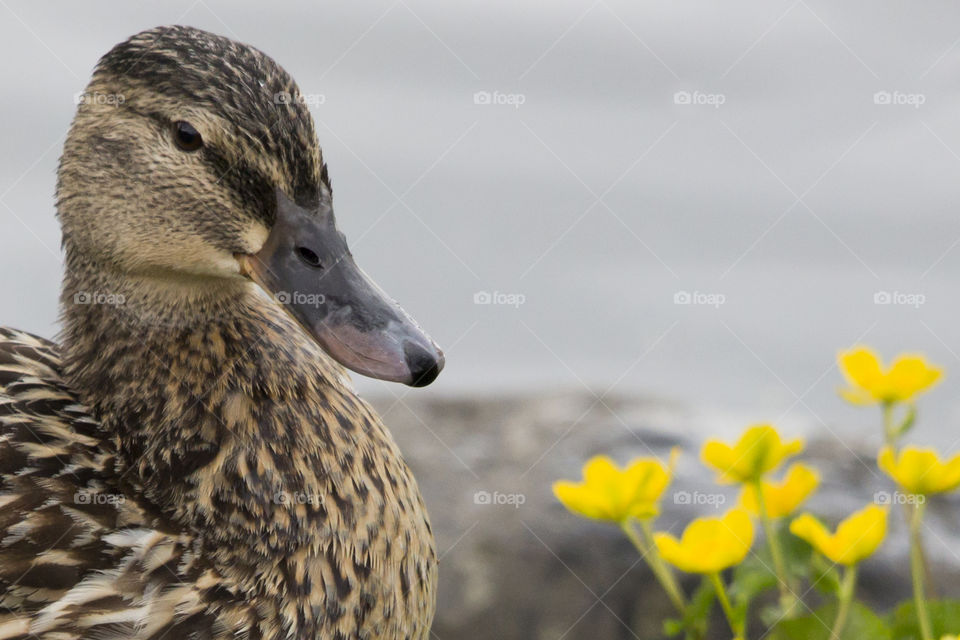 Mallard duck yellow flowers lake close-up .
Anka sjö gula blommor närbild 