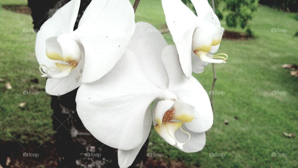 Tropical orchid