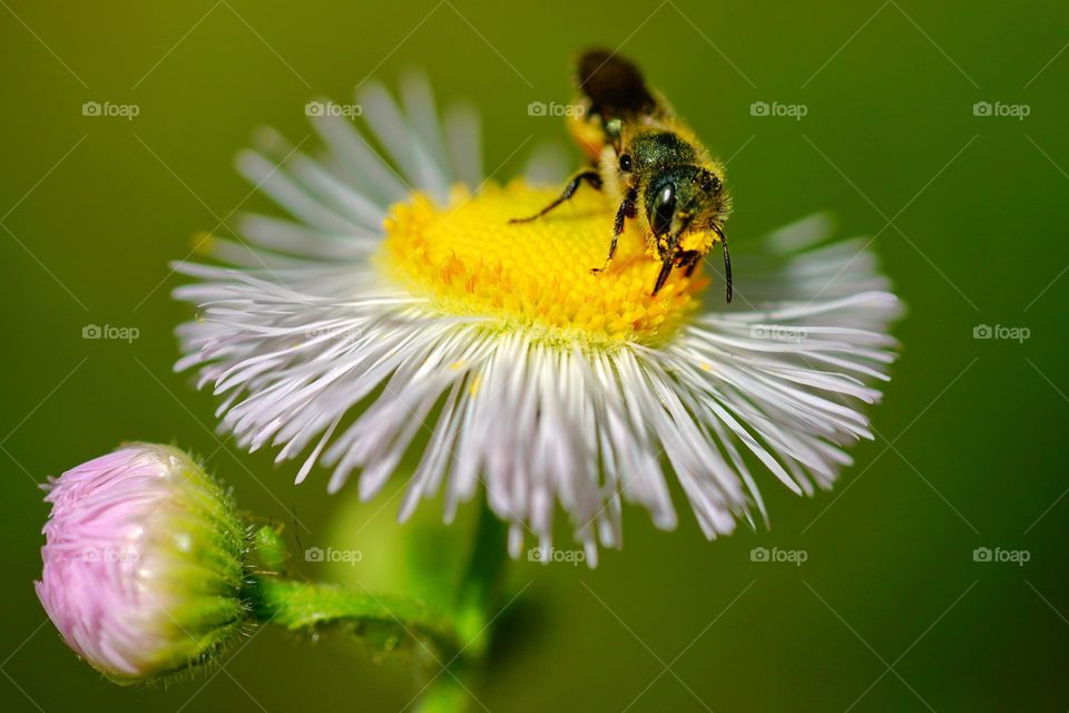 bee