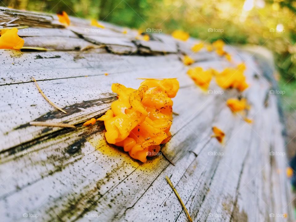 Orange Jelly Fungus on a log in Duvall Washington state. Midday in the fall.