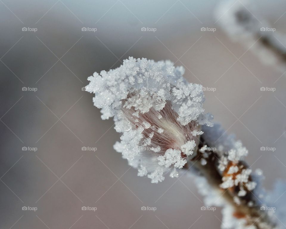 Ice crystals on willow catkin