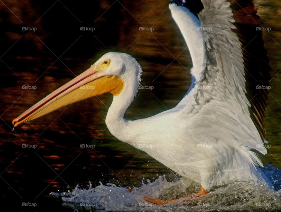 Pelican Landing with a Splash