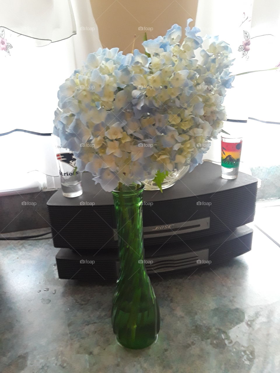 1st hydrangeas this year