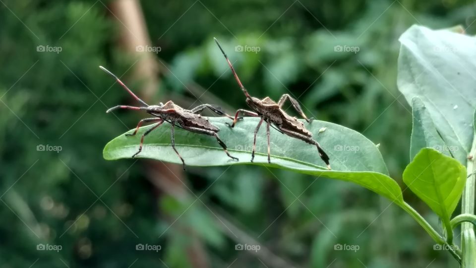 Nature, Insect, Leaf, Animal, Invertebrate