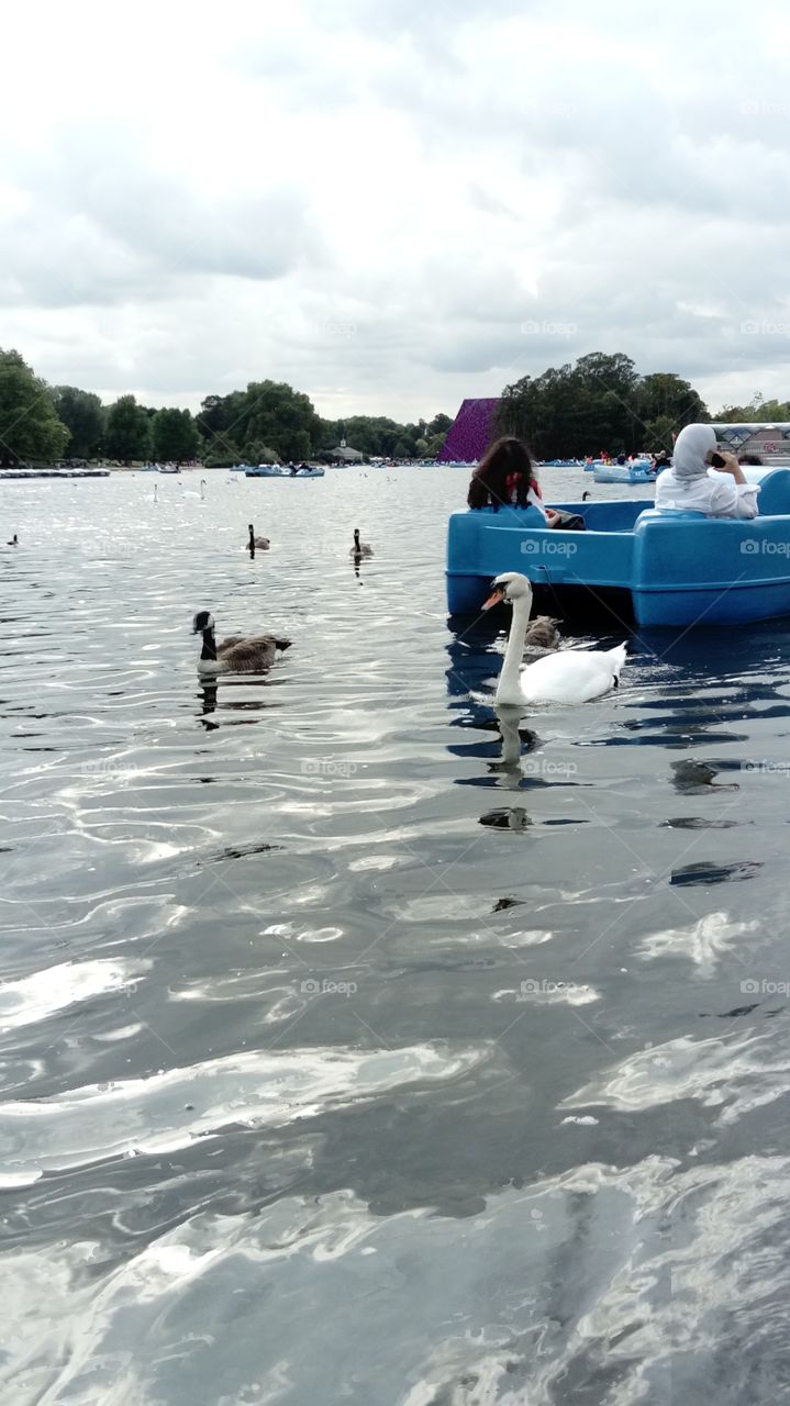 Serpentine lake, hyde park boating