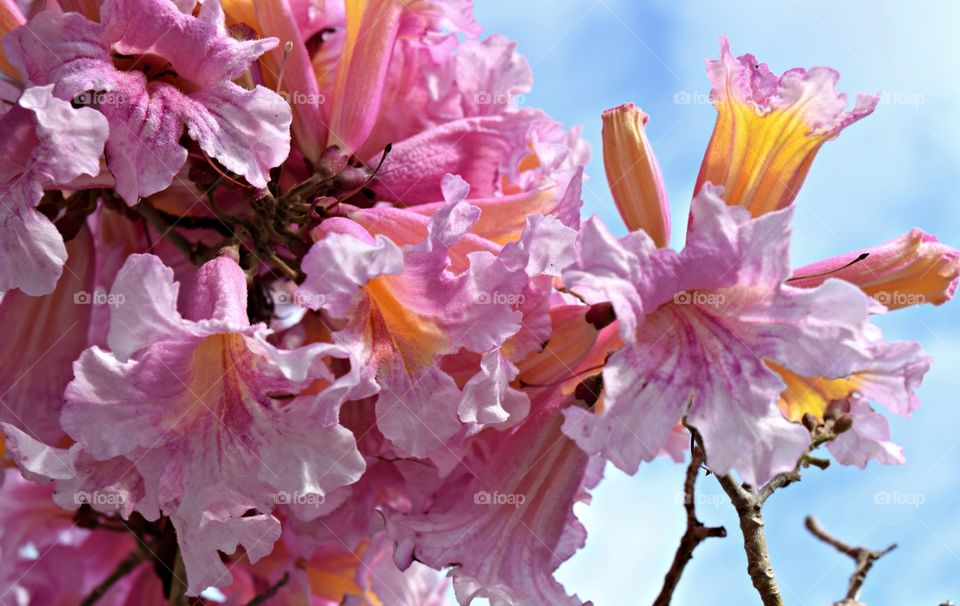 Close-up of cherry blossom