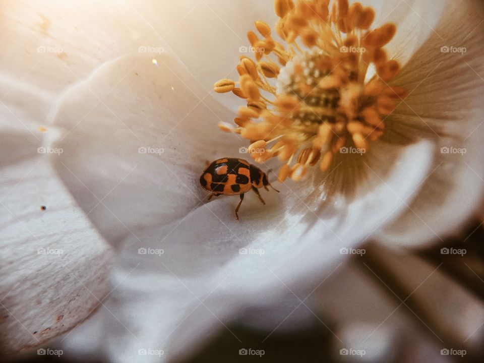 ladybug in white flower