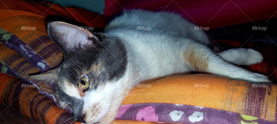 Kitty cat lying down