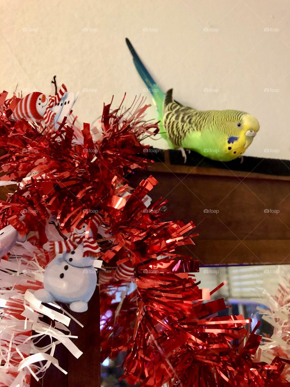Coco loves  the  Christmas decorations / parquets 🦜 
