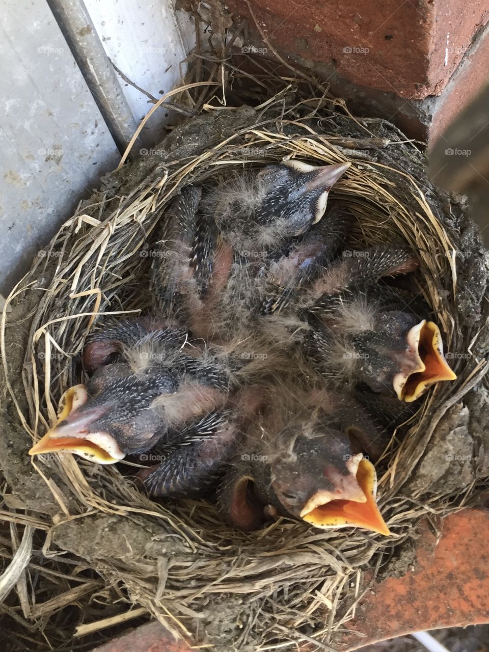 Baby spring Robins in a nest
