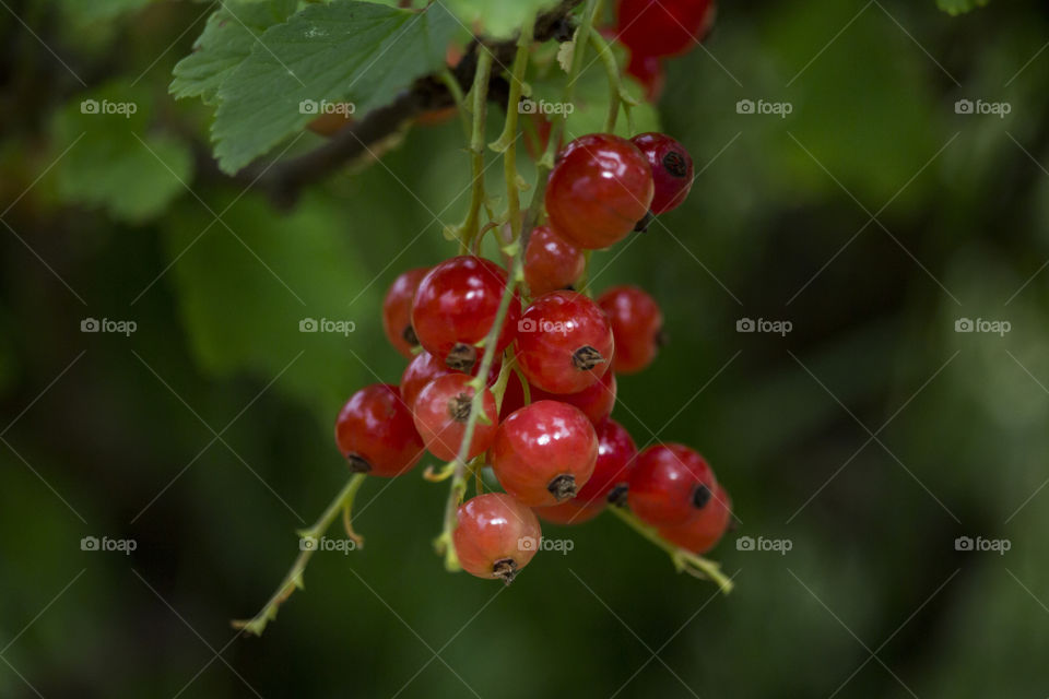 Colorful red currant berries 
