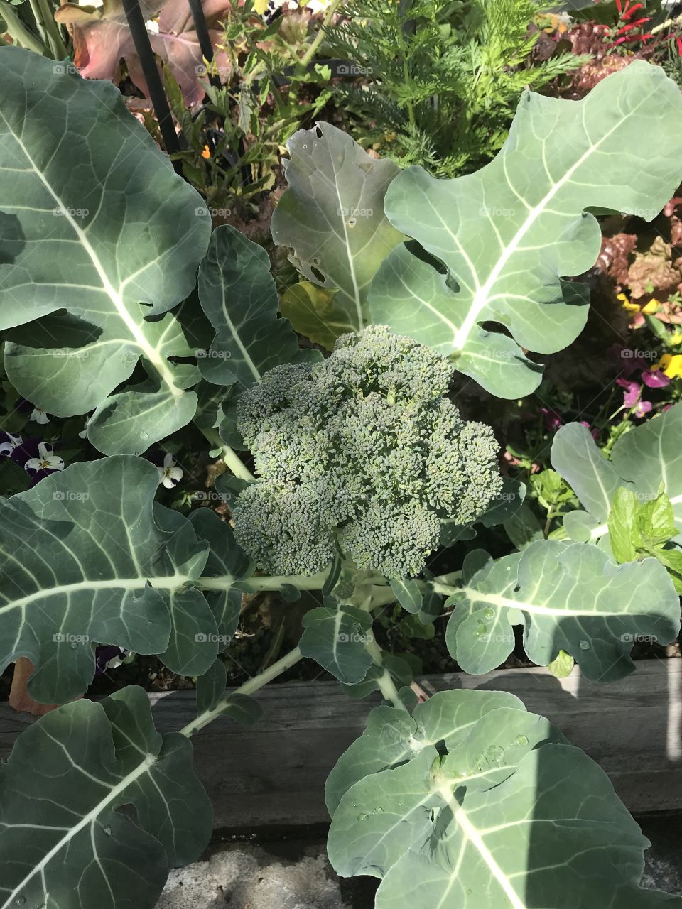 Broccoli in the garden 