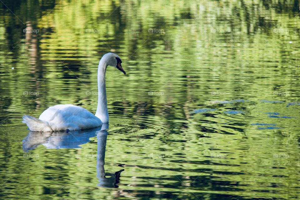 Swan on lake 