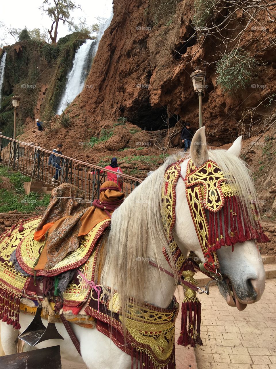 Horse dressed at ouzoud falls 