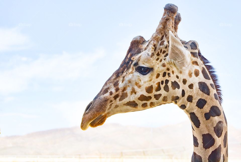 Giraffe time in the zoo