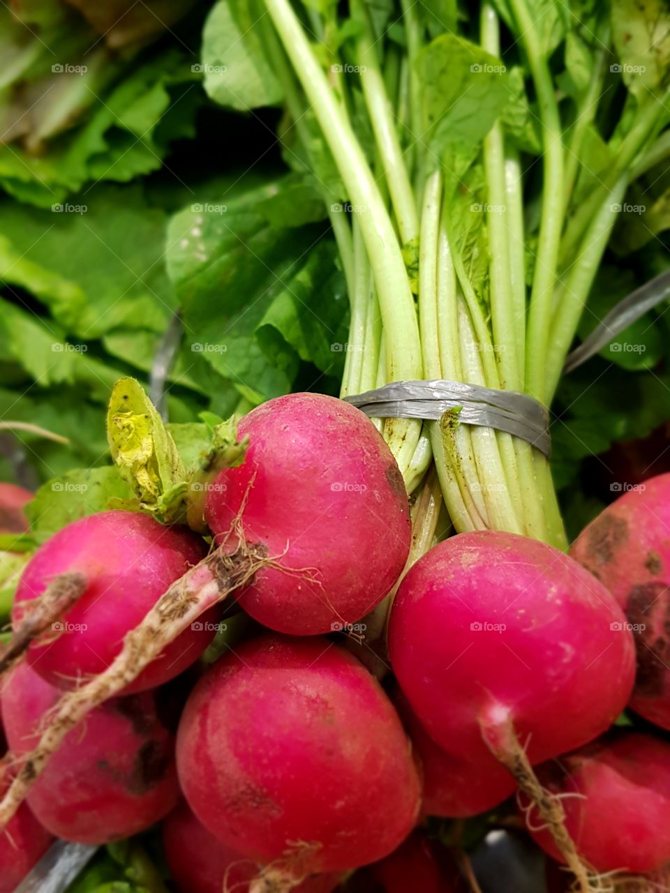 Radish
