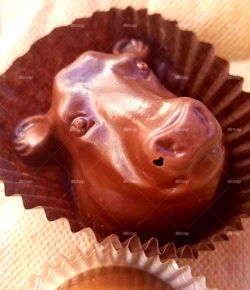 chocolate cow