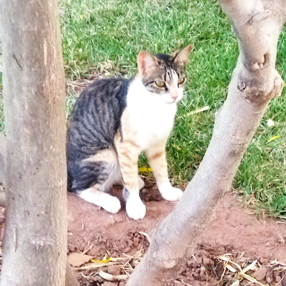 Beautiful cat looking at camera