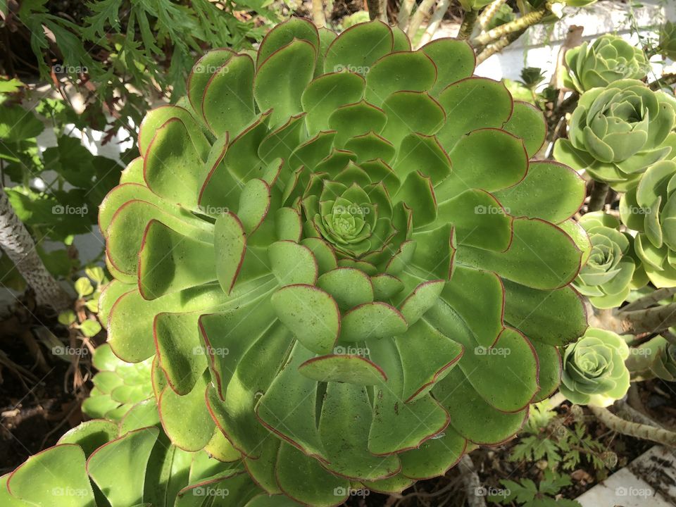 This is called “Aeonium cuneatum” & the plants origin relates to the “Canary Islands.  I was struck by it’s attention to detail, almost perfectly formed & a comparison could be drawn with a cake, if your sponge was as perfect you would be thrilled.