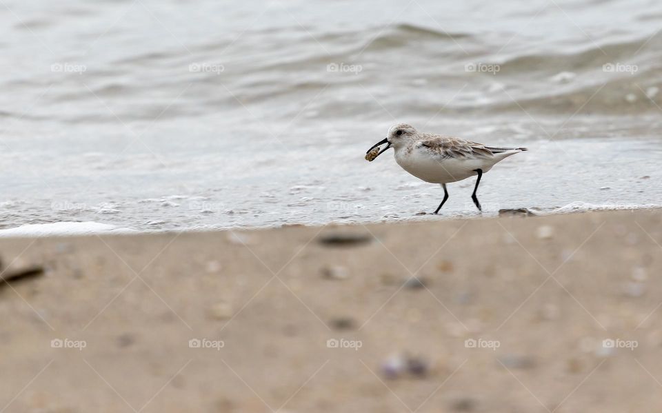 Bird with crab in beak running over sand at beach.