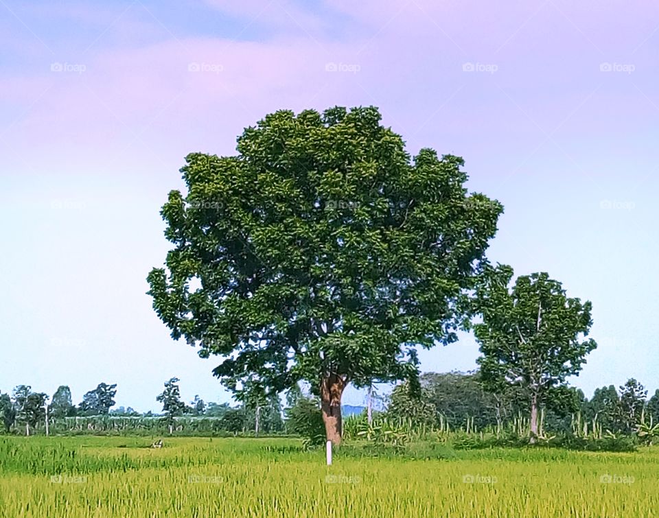 tree,sky,landscape,field