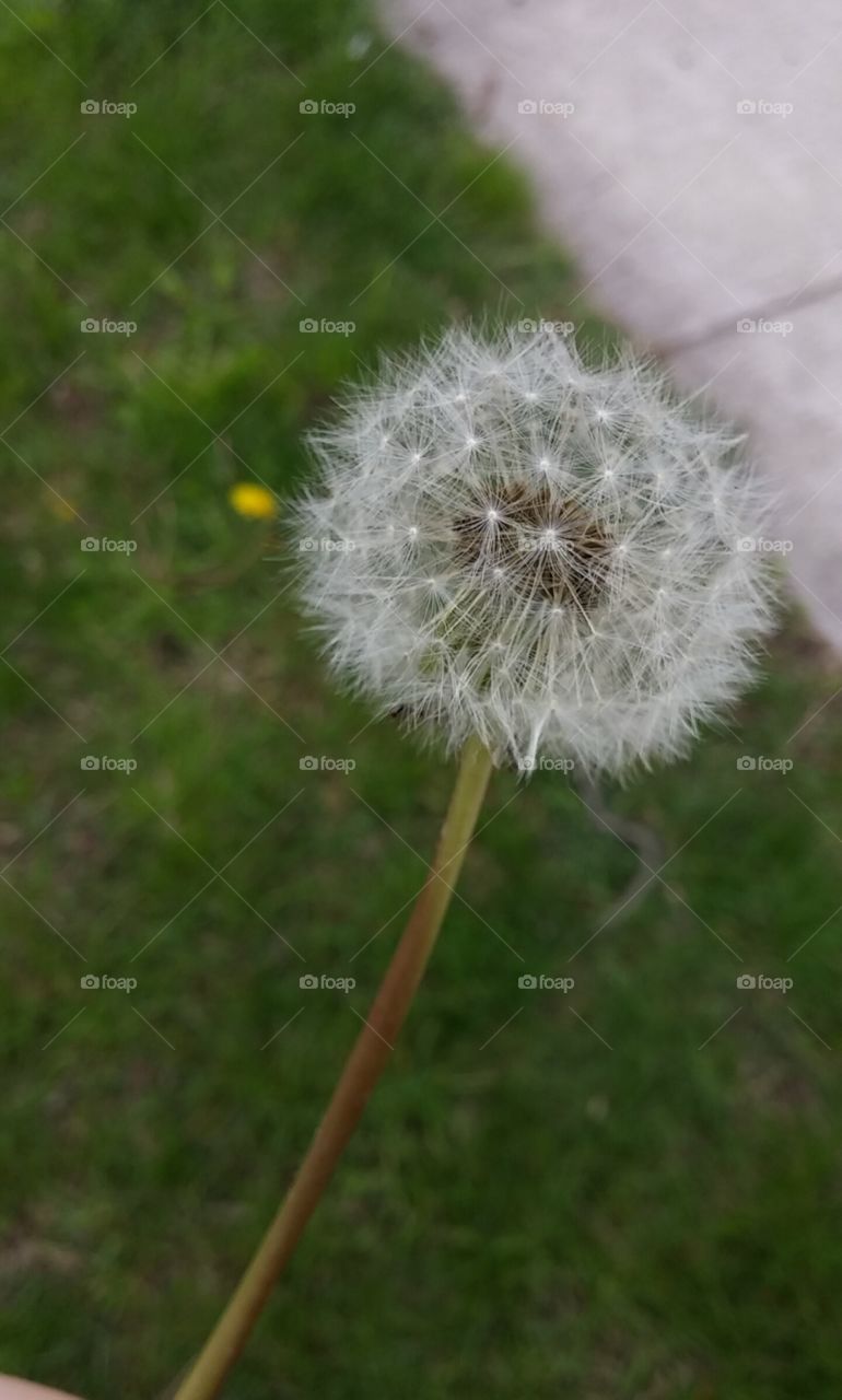 Dandelion, Nature, Summer, Flora, Grass