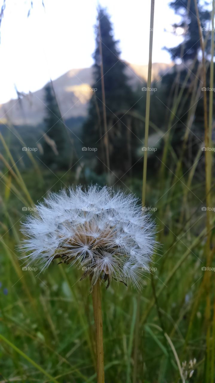 Glowing dandelion blooming in the mountain