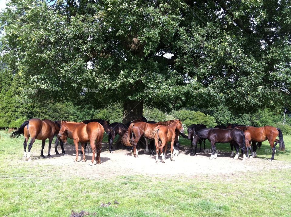 Round the old oak tree