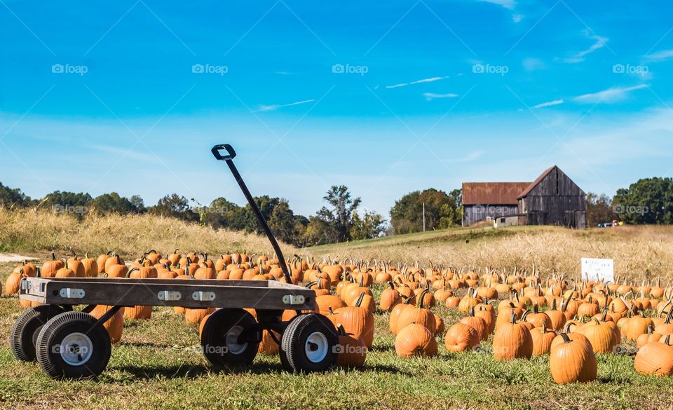 Pumpkin patch