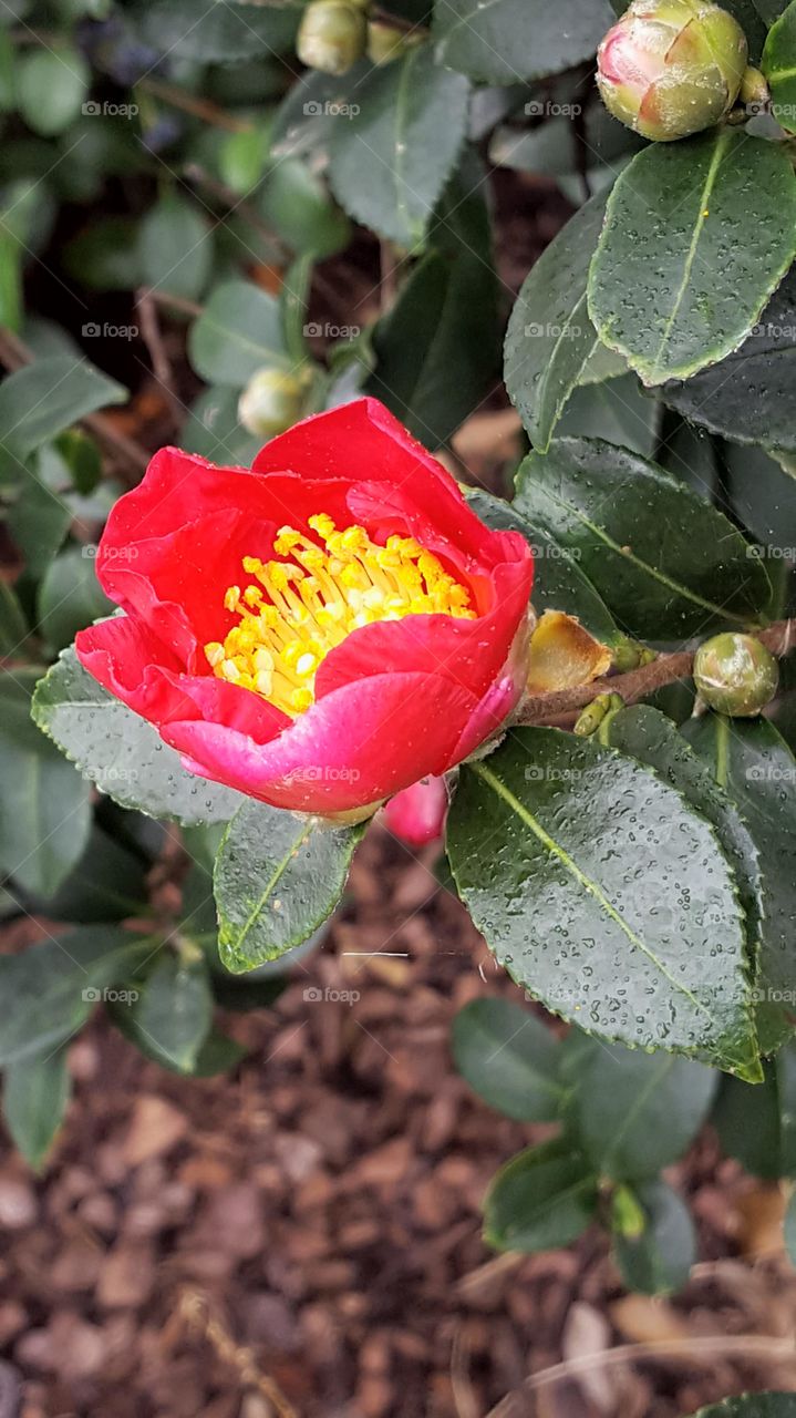 A beautiful red flower with rain drops falling down.