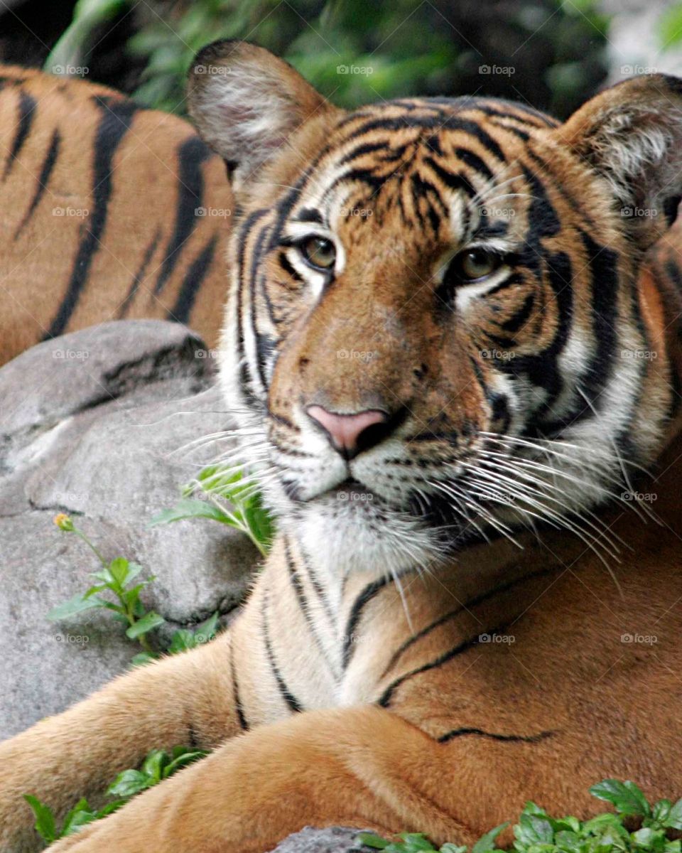 Young Bengal Tiger