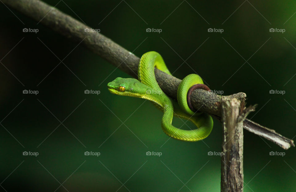 the highly venomous white liped pit viper only found in hilly region in Bangladesh.
