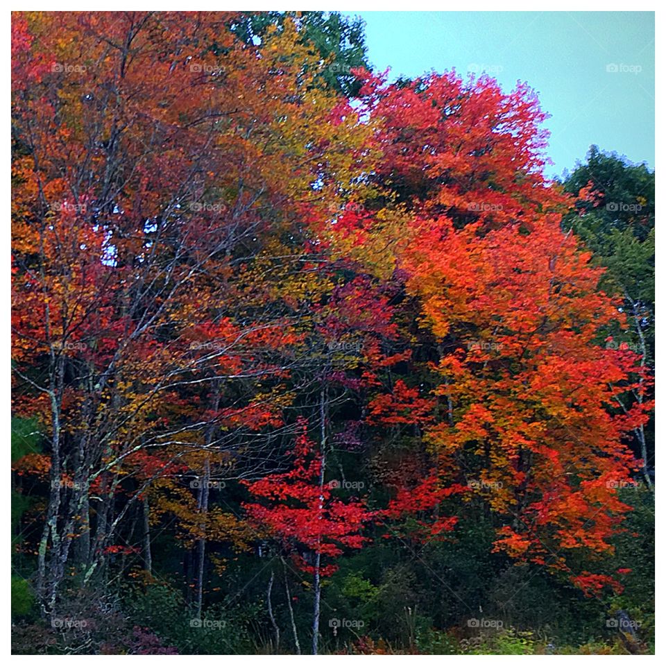 Massachusetts in the Fall. The colors are so vibrant and stunning. Breath taking