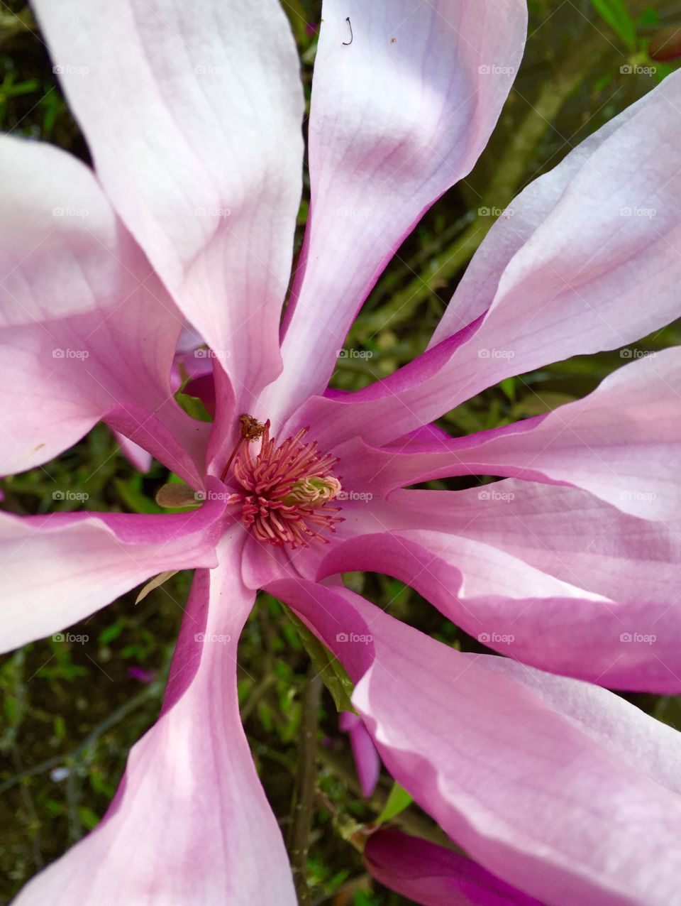 Close-up of pink magnolia flower