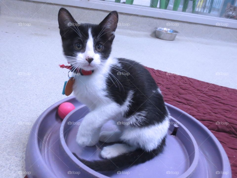 Black and white kitten 