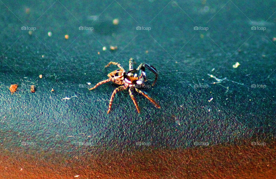 Along Came a Spider. This pretty man was on my patio table last summer. Love his coloring! 