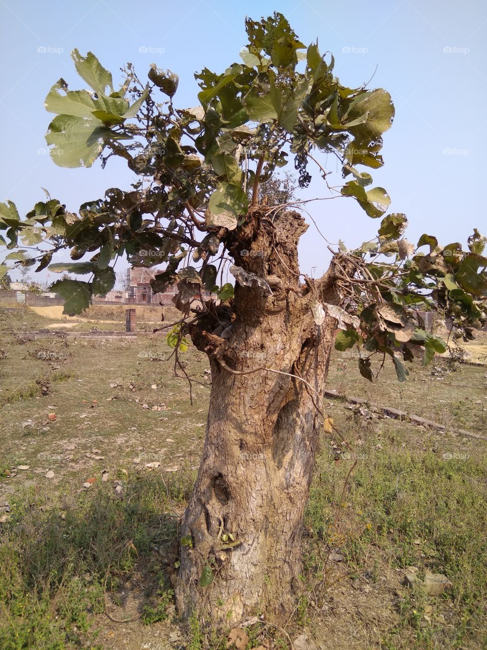 struggle a tree for life after cutted the stem.