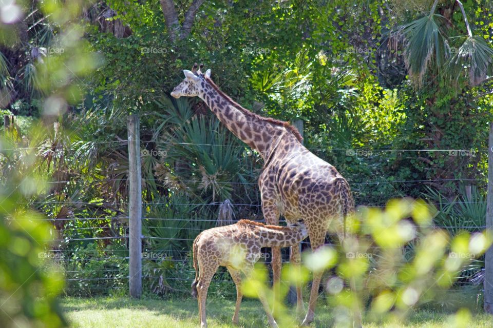 Feeding Baby Giraffe 