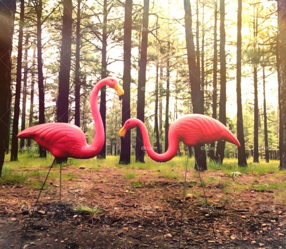 Forest Flamingos 